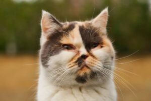 Mata Kucing Sakit