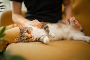 Posisi Tidur Kucing