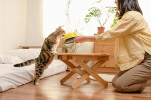 Makanan Kucing Yang Bagus Tanpa Bahan Pengawet