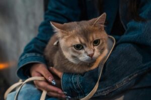 Fakta Menarik Perbandingan Umur Kucing dan Manusia
