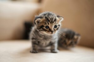 Cara Merawat Anak Kucing Baru Lahir Tanpa Induk