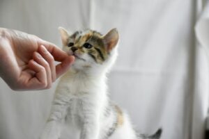 Cemilan Kitten yang Sehat untuk Dikonsumsi Setiap Hari