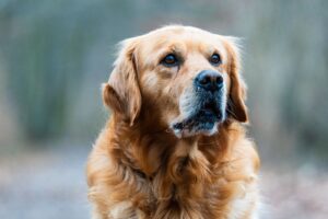 7 Kepribadian Golden Retriever Ini Cocok untuk Dipelihara