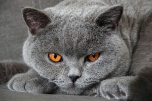 Jenis Ras Kucing Abu-Abu yang Populer di Indonesia