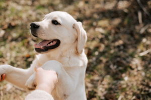 Dog Training Tips untuk Anjing Lebih Patuh