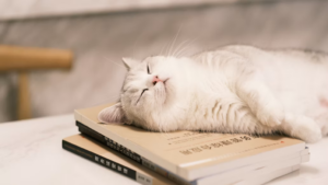 Karakter Kucing Munchkin dan Perawatannya