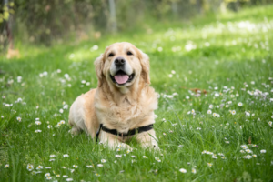 10 Karakter Anjing Labrador dan Cara Merawatnya
