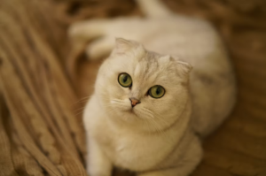 Fakta Menarik Kucing Scottish Fold dan Cara Merawatnya