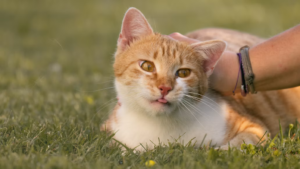 Jenis Virus Kucing dan Cara Mencegahnya