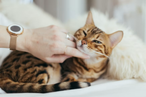 Kandungan Obat Jamur Kucing yang Perlu Diperhatikan