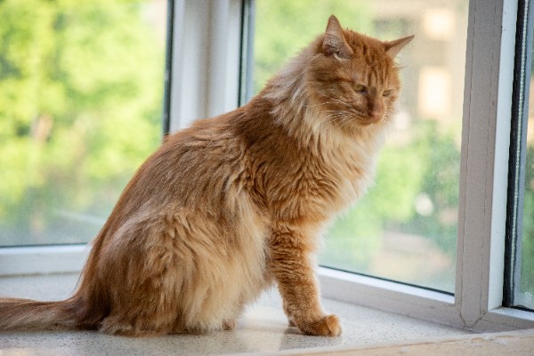 10 Jenis Kucing Besar yang Bisa Dipelihara di Rumah