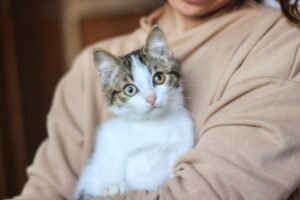 12 Arti Suara Kucing dan Artinya yang Perlu Diketahui
