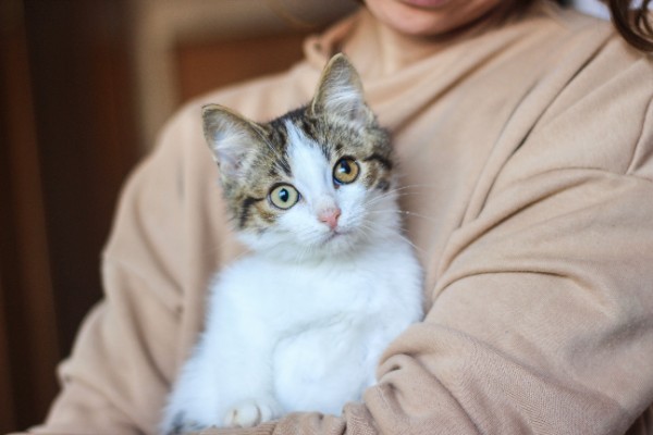 12 Arti Suara Kucing dan Artinya yang Perlu Diketahui