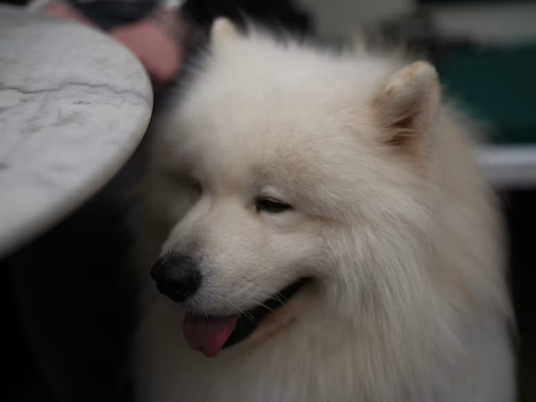 Fakta Menarik Anjing Samoyed dan Cara Merawatnya