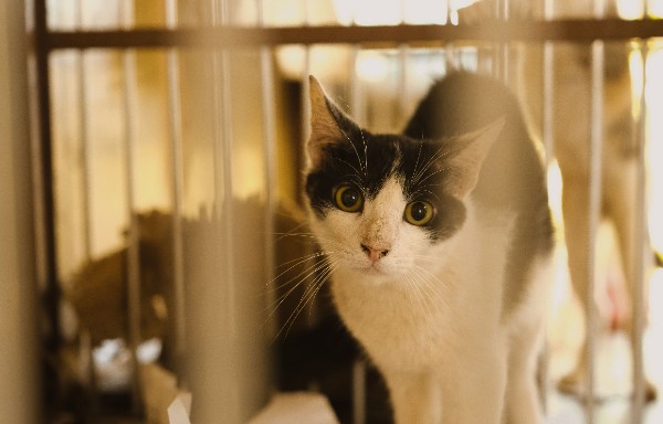 Panduan Membersihkan Kandang Kucing Dengan Benar