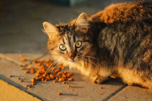 Protein Hewani untuk Kucing, Manfaat dan Sumbernya