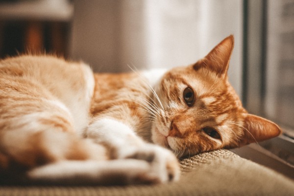 Ringworm pada Kucing, Kenali Penyebab Gejala dan Cara Mengatasinya