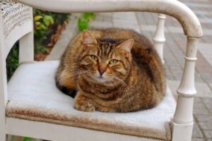 Cara Merawat Kucing Kampung Agar Gemuk dan Sehat